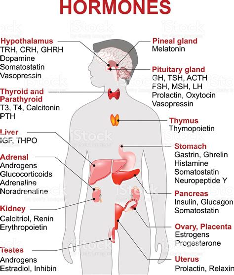 Diagram Of Endocrine Glands In Human Body