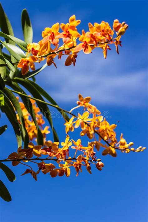 Yellow Orchids and Blue Sky Stock Image - Image of graphic, blossom: 33769717