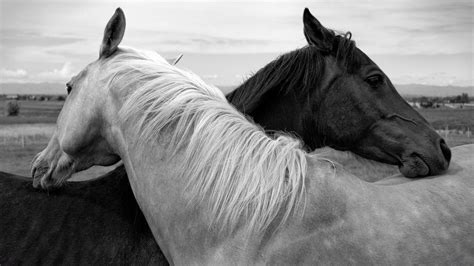 Black and White Horse Wallpapers - Top Free Black and White Horse ...