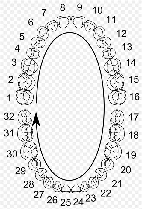 Human Tooth Numbering Chart