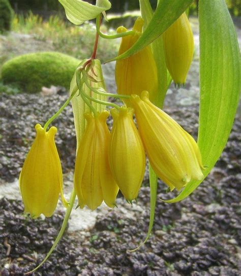 Toad Lilies: Plant Care and Collection of Varieties - Garden.org