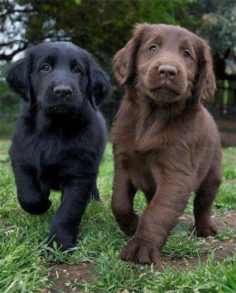 black and brown labrador retrievers puppy - Dog Breeders Guide