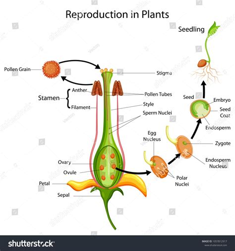 Education Chart of Biology for Reproduction in Plant Diagram. Vector illustration. Biology# ...