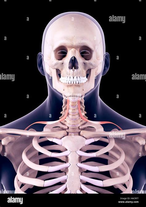 Illustration of the omohyoid muscles Stock Photo - Alamy