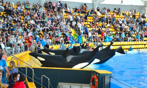 Loro Parque: Orca Conservation or a Show of Submission? | Dolphin Project