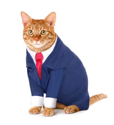 CAT IN A SUIT? | Pet costumes, Cat clothes, Cat costumes