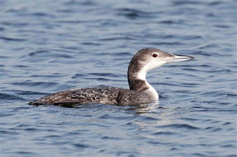 Great Northern and White-billed Diver photo ID guide - BirdGuides