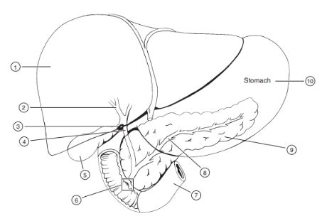 Solved READ THE DIAGRAM Liver (Biliary) Directions: Fill in | Chegg.com