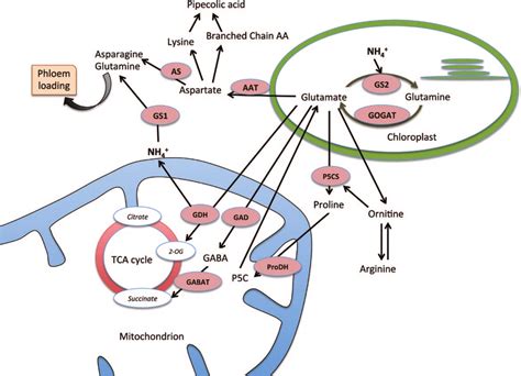 Amino Acid Metabolism Map