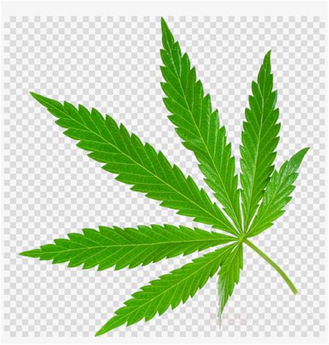 Marijuana Leaf Clipart Stock Photography Cannabis Sativa Transparent PNG - 900x900 - Free ...