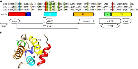 Frontiers | Structural Characteristics, Binding Partners and Related Diseases of the Calponin ...