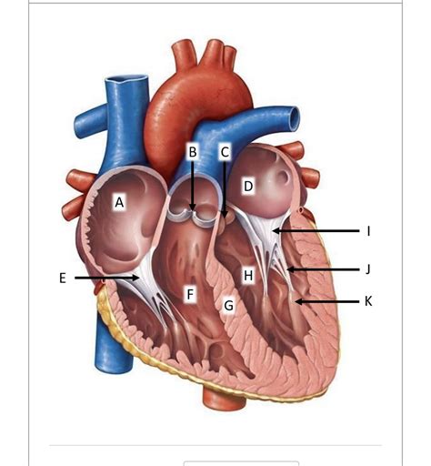 Solved Right atrium | Chegg.com