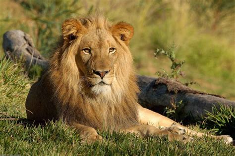 Pilanesberg Tented Safari Camp, Pilanesberg National Park, South Africa