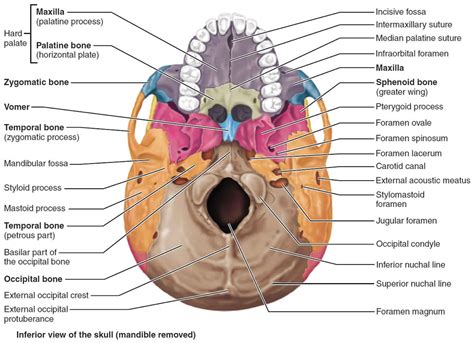 Temporal bone anatomy, parts of temporal bone & temporal bone fracture