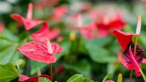 The Best Anthurium Potting Mix To Use