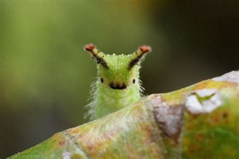 :3 Japanese Emperor Caterpillar | Caterpillar, Cute animals, Creatures