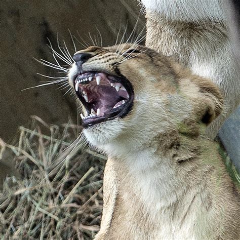 Lion Cub Teeth Photograph by William Bitman - Pixels