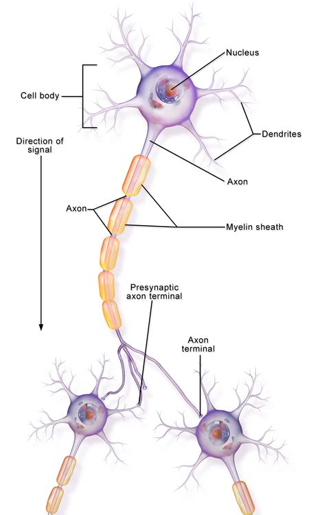 Interneurons - Physiopedia