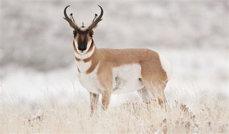 Pronghorn Antelope Migration | Local News | kpvi.com