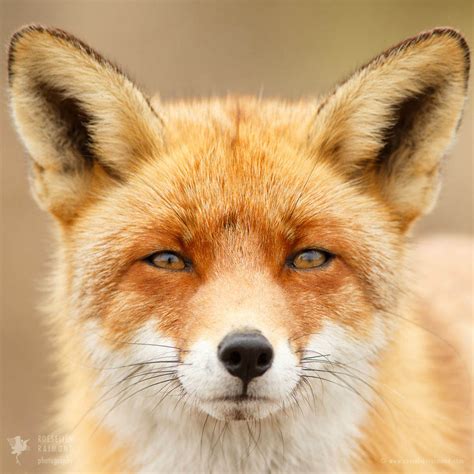 48. Faces of Foxes | Roeselien Raimond Nature Photography