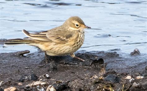 American Pipit | Nature Manitoba