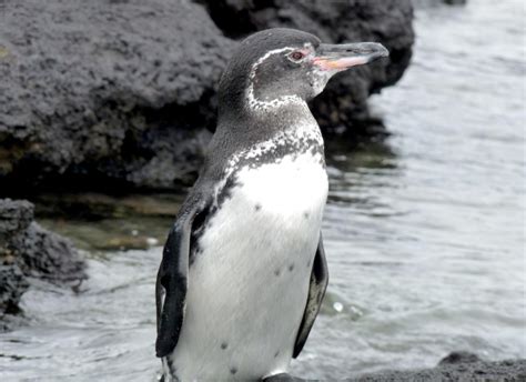 Galápagos Penguin – "OCEAN TREASURES" Memorial Library