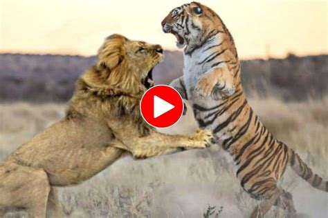 Top 999+ lion and tiger images – Amazing Collection lion and tiger ...