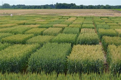 2016 MSU Short List of Suggested Wheat Varieties | Mississippi Crop Situation