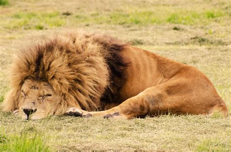 Lion Sleeping Free Stock Photo - Public Domain Pictures