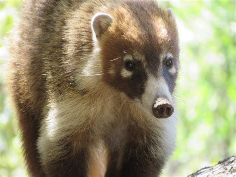 Coatimundi - Fort Bowie National Historic Site (U.S. National Park Service)