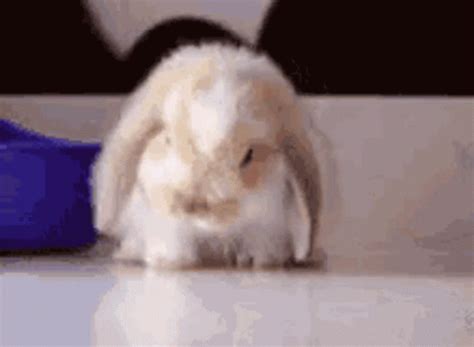 Sleeping Bunny Stupid Bunny GIF - SleepingBunny StupidBunny TiredAnimal ...