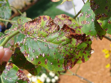 Leaf spot diseases of trees and shrubs | UMN Extension