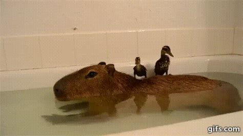 Video of a capybara with ducklings on its back / Boing Boing