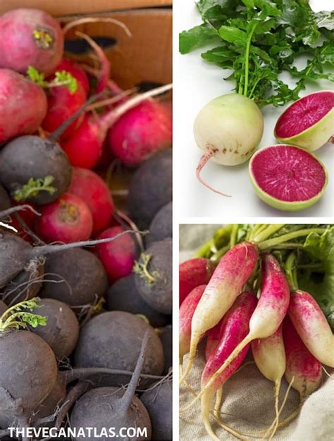 A Guide to Radish Varieties and How to Use Them