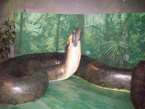 Titanoboa: Prehistoric Monster Snake | World biggest snake, Prehistoric, Prehistoric creatures