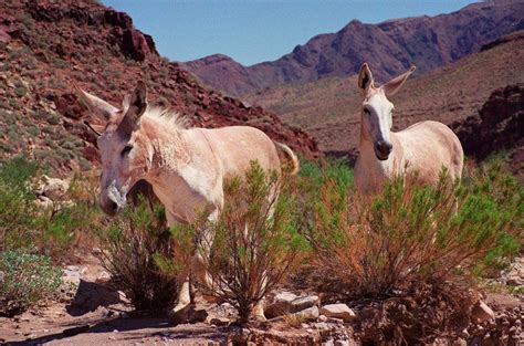 Wild Burro Serial Killer Still on the Loose, 42 Donkeys Shot Dead So ...