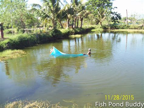 Fish Pond Buddy: Fish Farmer vs. Mudfish ("Dalag")