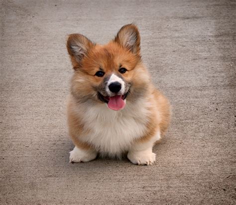 Download Dog Animal Corgi HD Wallpaper