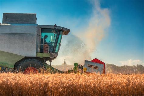 Combine Harvester Agriculture Machine Harvesting Golden Ripe Wheat Field Stock Photo - Image of ...