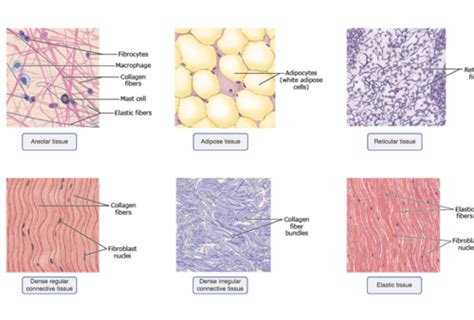 HISTO EXAM 1: Connective tissue types, Adipose tissue, Components of ...