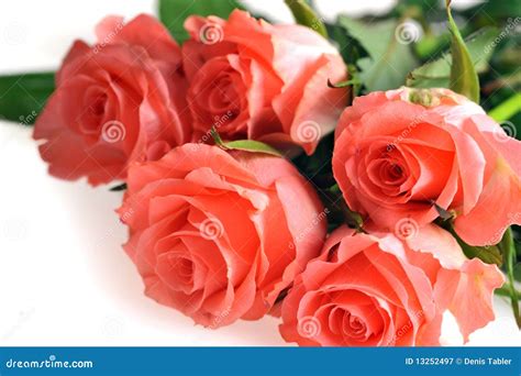 Bunch of roses stock image. Image of birthday, nature - 13252497