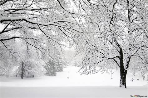 Snowy white forest HD wallpaper download