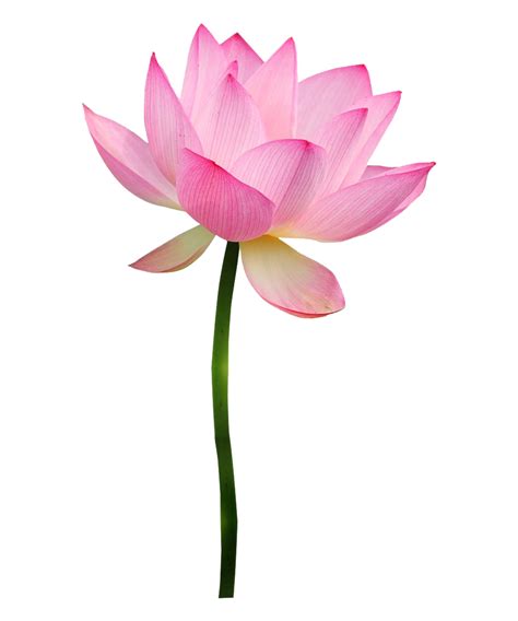 Lotus PNG Transparent Images