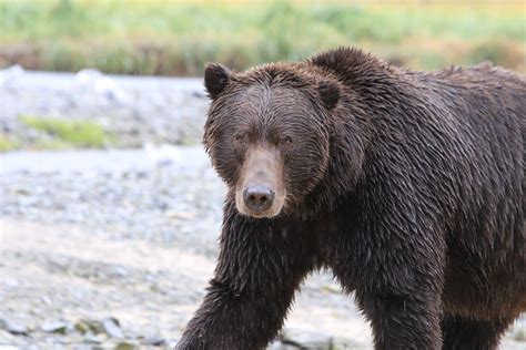 View coastal brown bears in their natural habitat on Kodiak Island - John Hall's Alaska | Bear ...