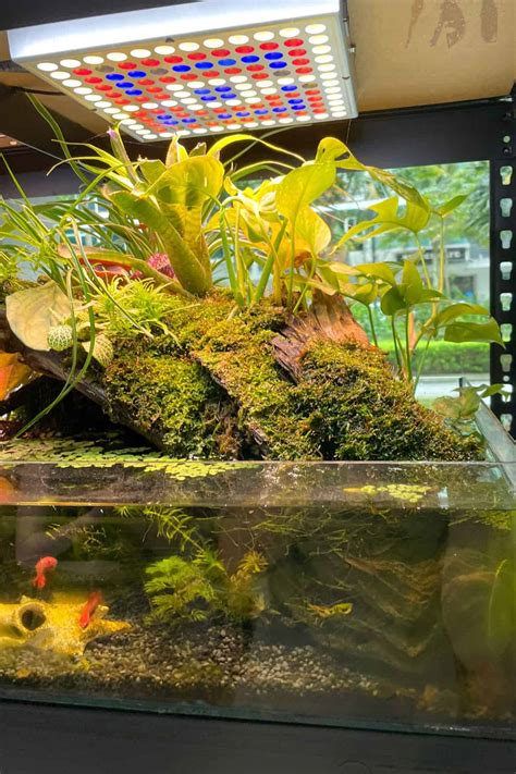 Terrarium vs Vivarium (+ Other “Ariums”) Explained - Terrarium Tribe