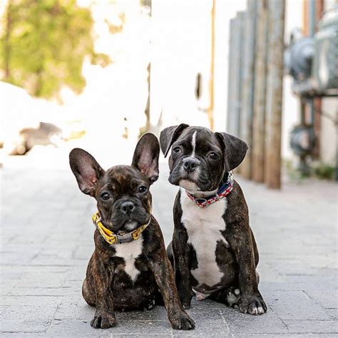 8 Popular French Bulldog Mixes – AskFrenchie.com