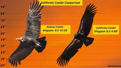 California Condor Wingspan: How Big Is It Compared To Others