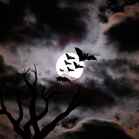 Halloween Bat Wallpapers - Top Free Halloween Bat Backgrounds - WallpaperAccess