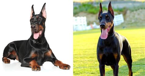 500+ Tough and Unique Doberman Names - Dog Dispatch