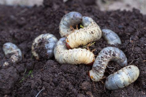 Chafer grub treatment: the best control methods - Plantura